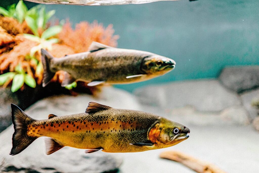 A vivid underwater shot of salmon swimming in clear water, emphasizing their natural habitat.